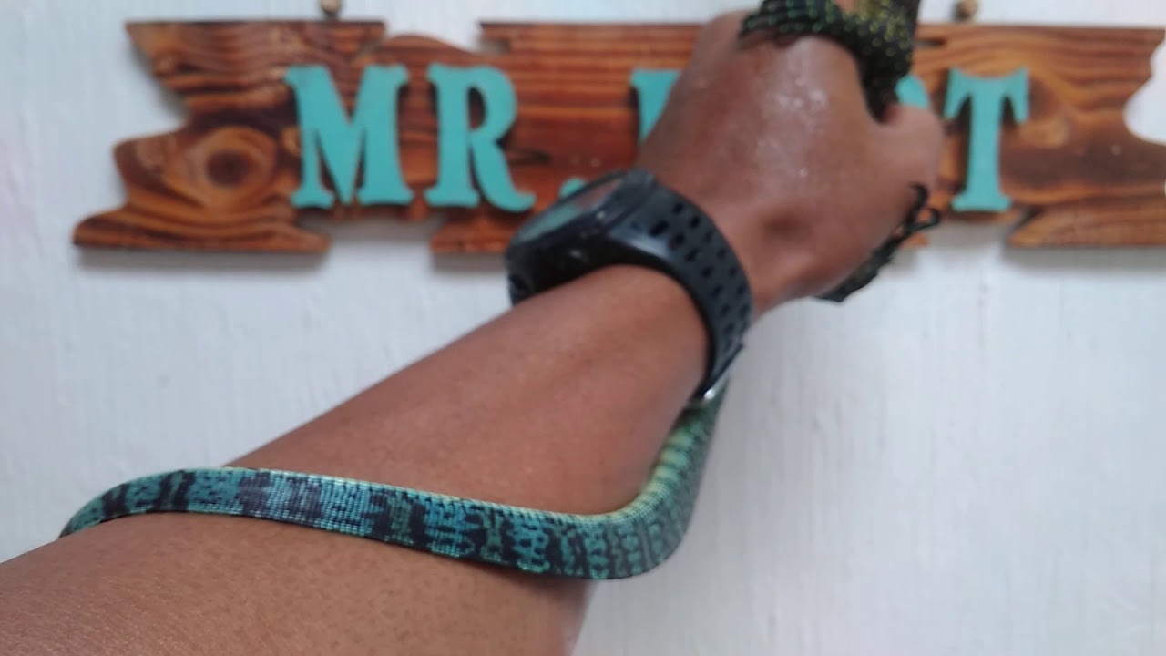 Blue Tail Monitor
(Varanus Doreanus)