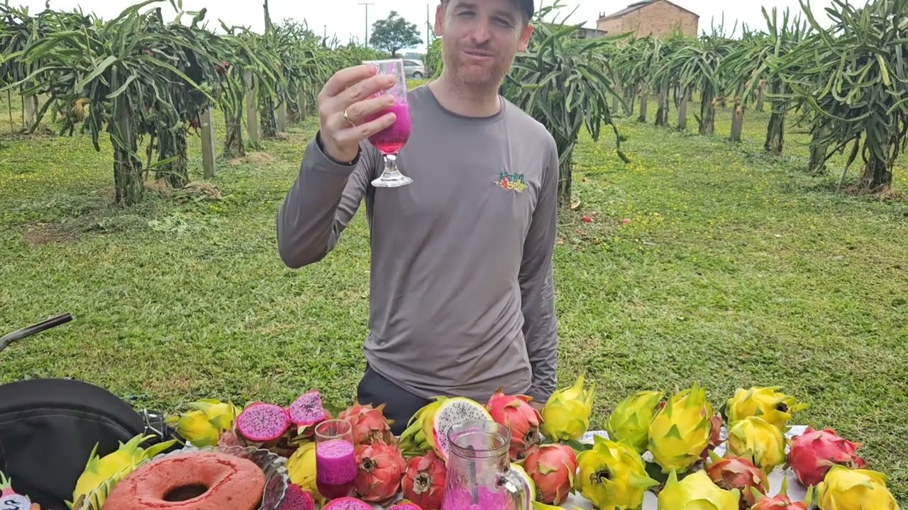 Colheita pitaya Royal Red e Isis Gold - Safra 2024/25