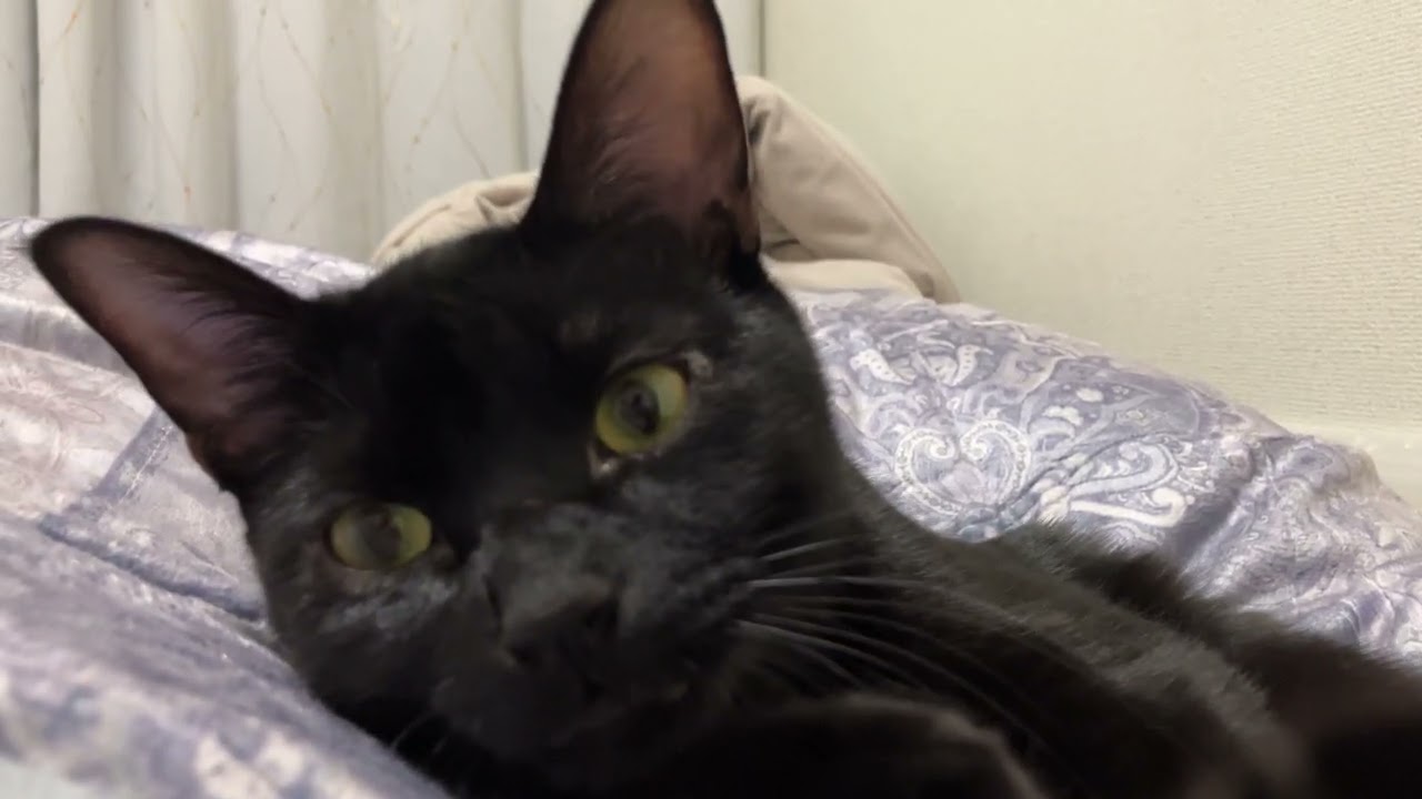 け、づ、く、ろ、い（おっぴろげVer.）黒猫むぎちゃんNow✴︎2026.0214-2