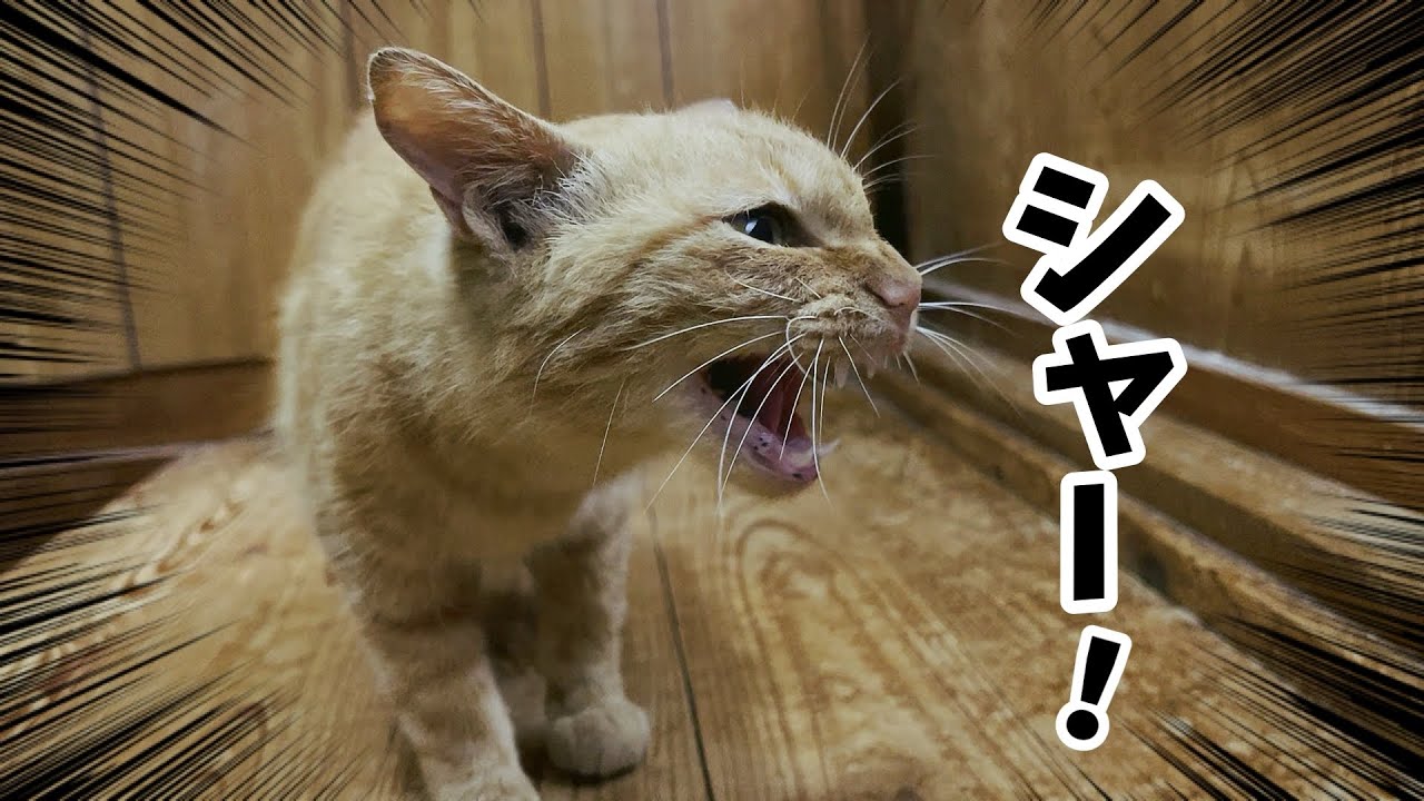 空ちゃん、陽キャすぎて子猫に威嚇されてしまう　Your name is…