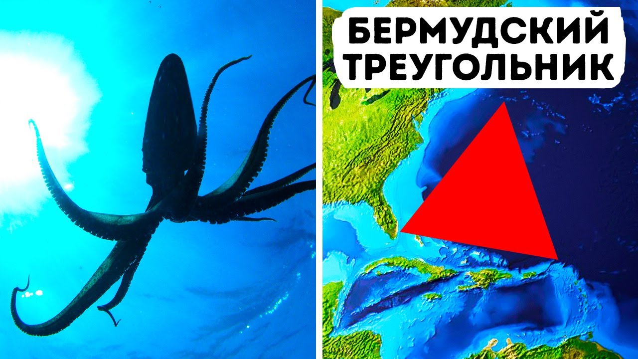 В Бермудском треугольнике могут скрываться гигантские кальмары!