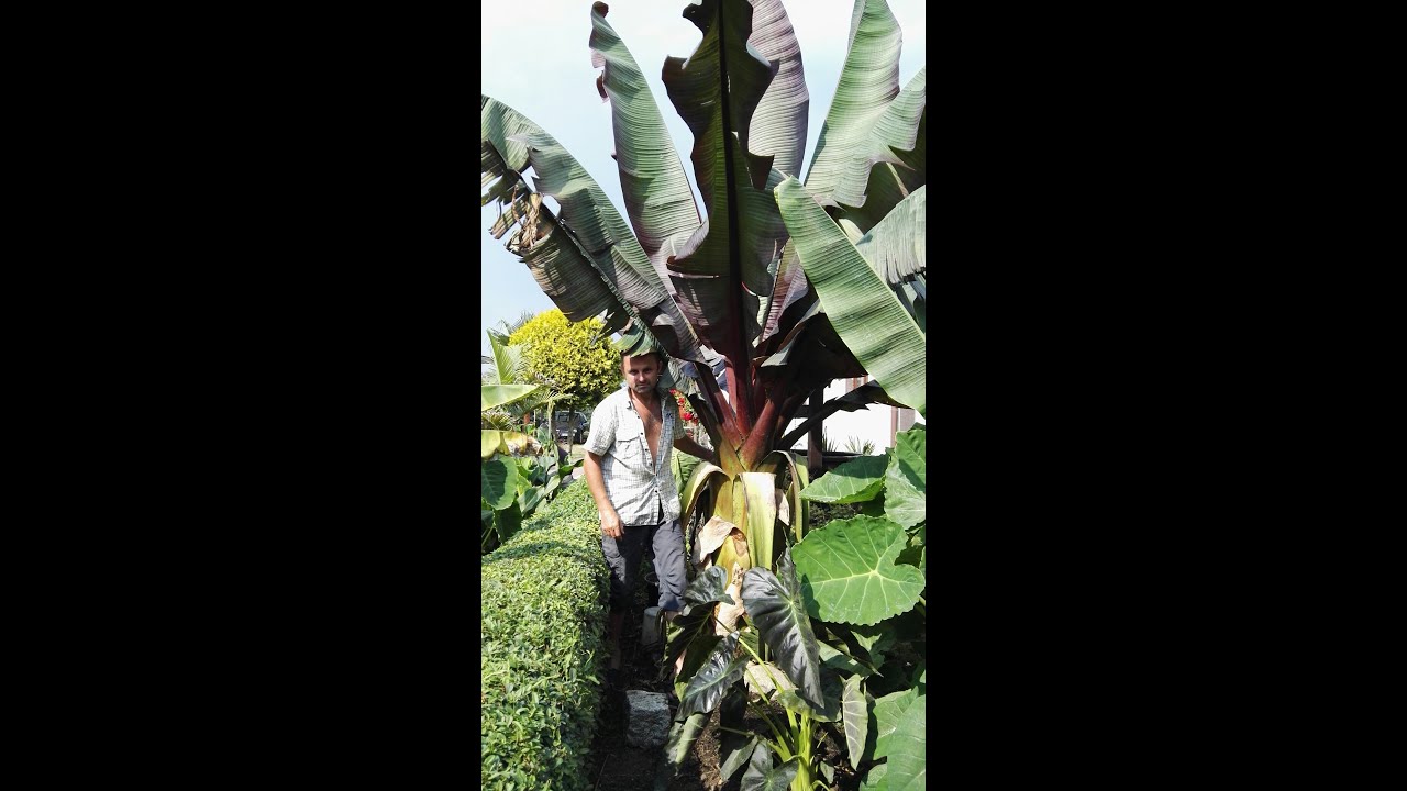 Bananowiec ensete ventricosum maurelli , pomiar , nawożenie , Polska 09.08.2020