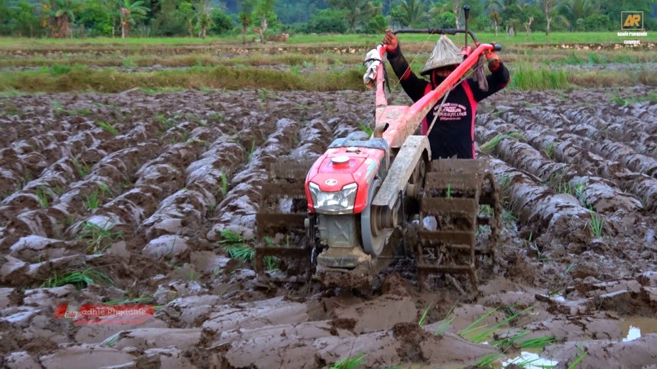 KURANG AIR | TRAKTOR G1000 BOXER BEKERJA PAKAI SINGKAL JUMBO