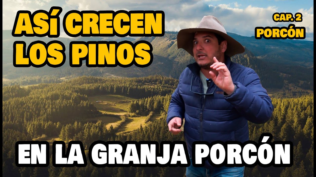 🌳 Este bosque no te lo puedes perder