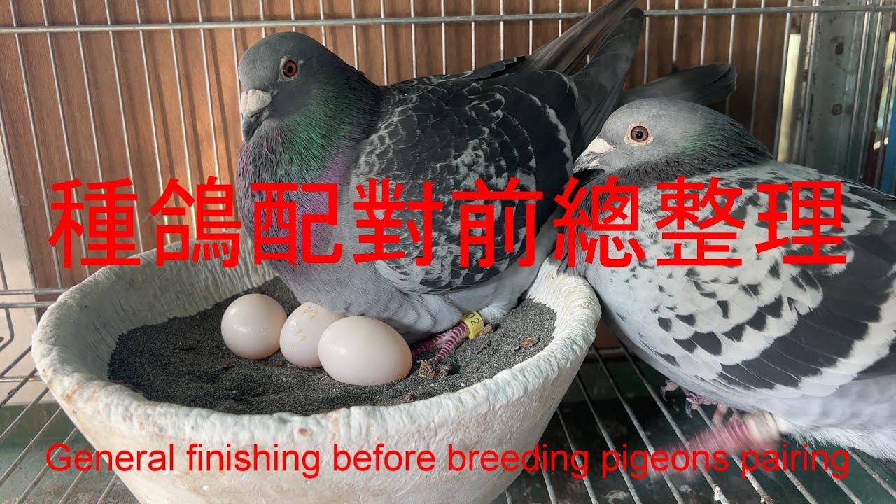 種鴿配對前總整理General finishing before breeding pigeons pairing