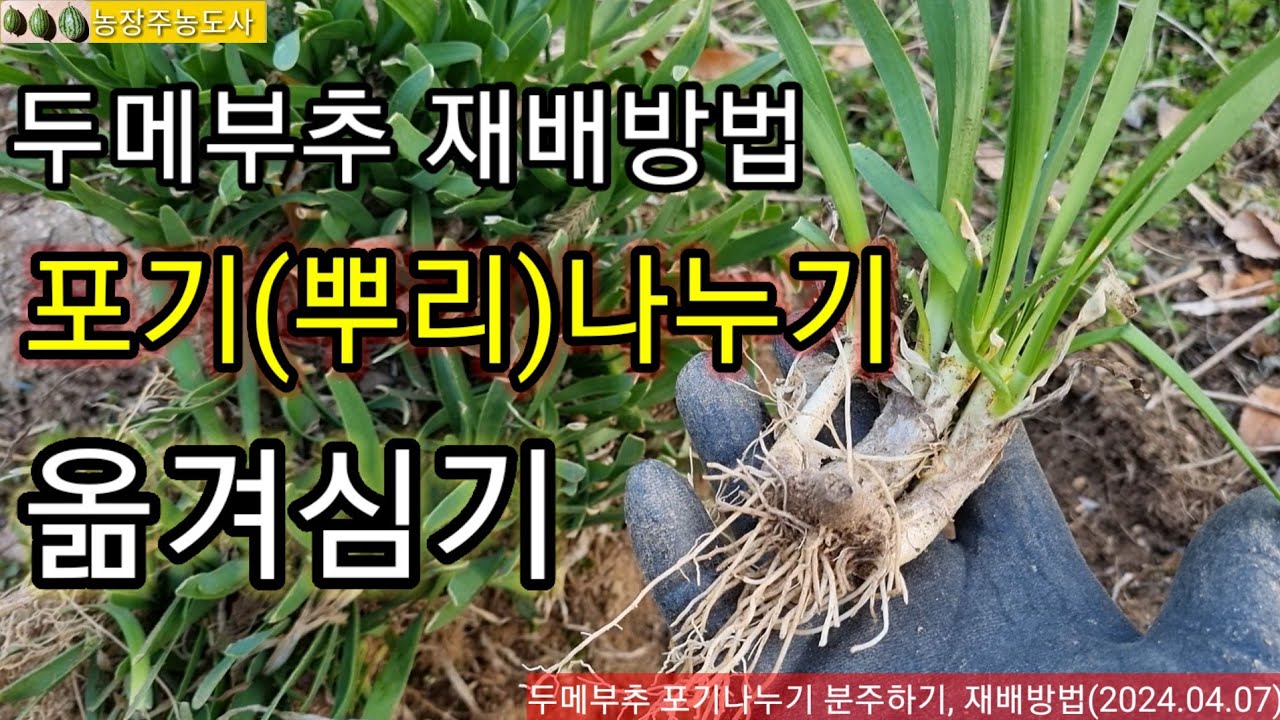 두메부추 재배방법, 포기(뿌리)나누기, 두메부추 옮겨심기,두메부추의 효능