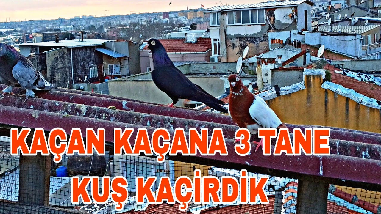 KAÇAN KAÇANA 3 TANE KUŞ KAÇİRDİK ALLAHİM BAŞİMA GELENE BAKİN YA