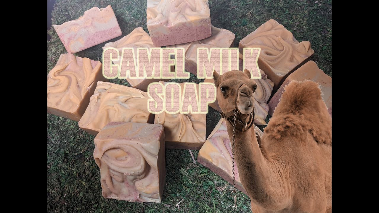 Making Camel Milk & Essential Oil  Soap
