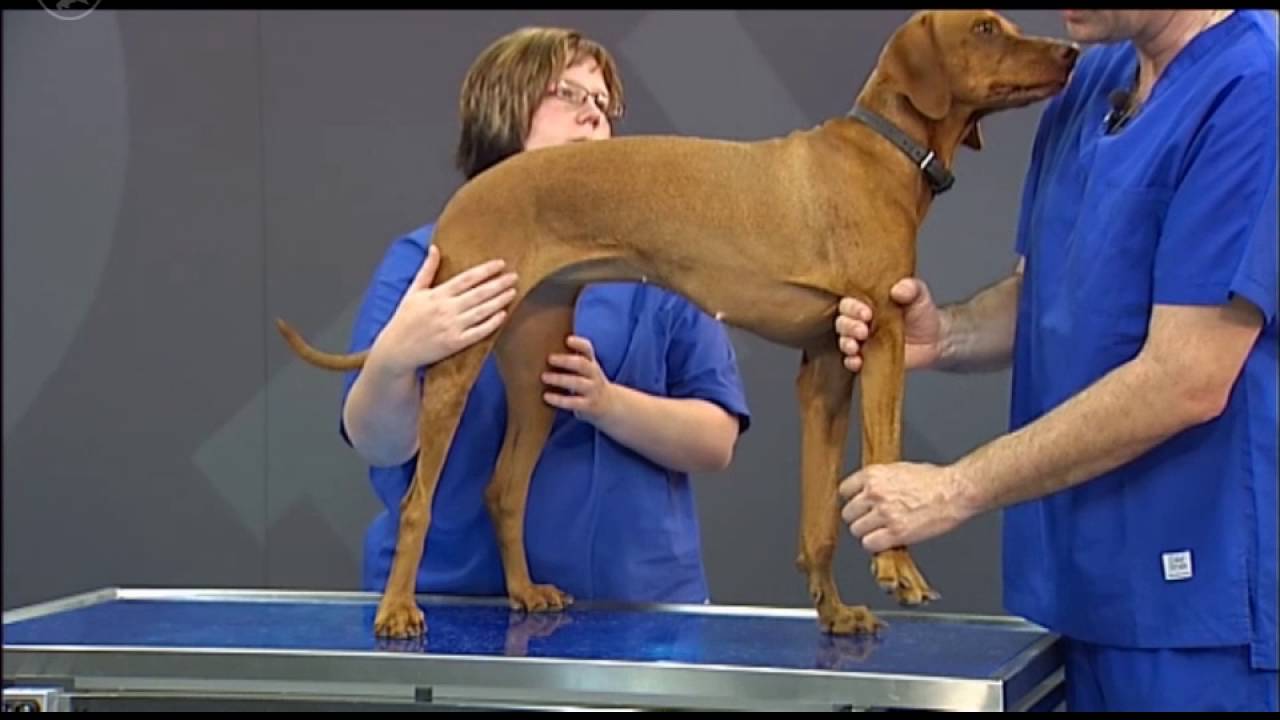 Untersuchung der Vordergliedmaße am stehenden Hund