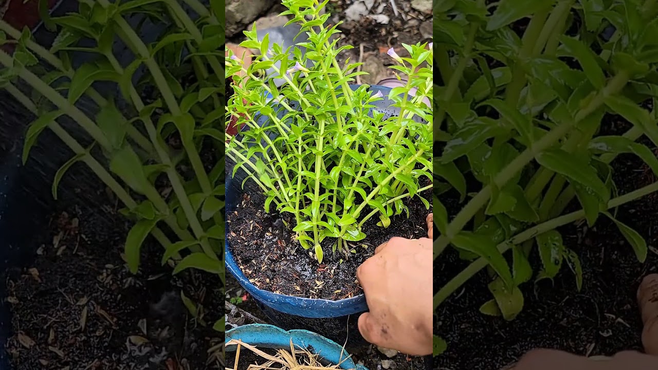 tốt qu&aacute; n&egrave; mọi người #diy #vuoncuaanh #nongnghiep #caytrong
