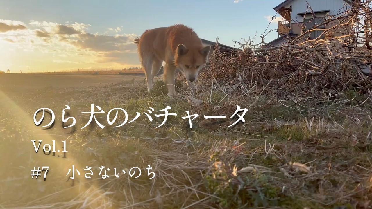 #7のら犬のバチャータミュージック/ Bachata del Perro Callejero｜Vol.1｜小さないのち