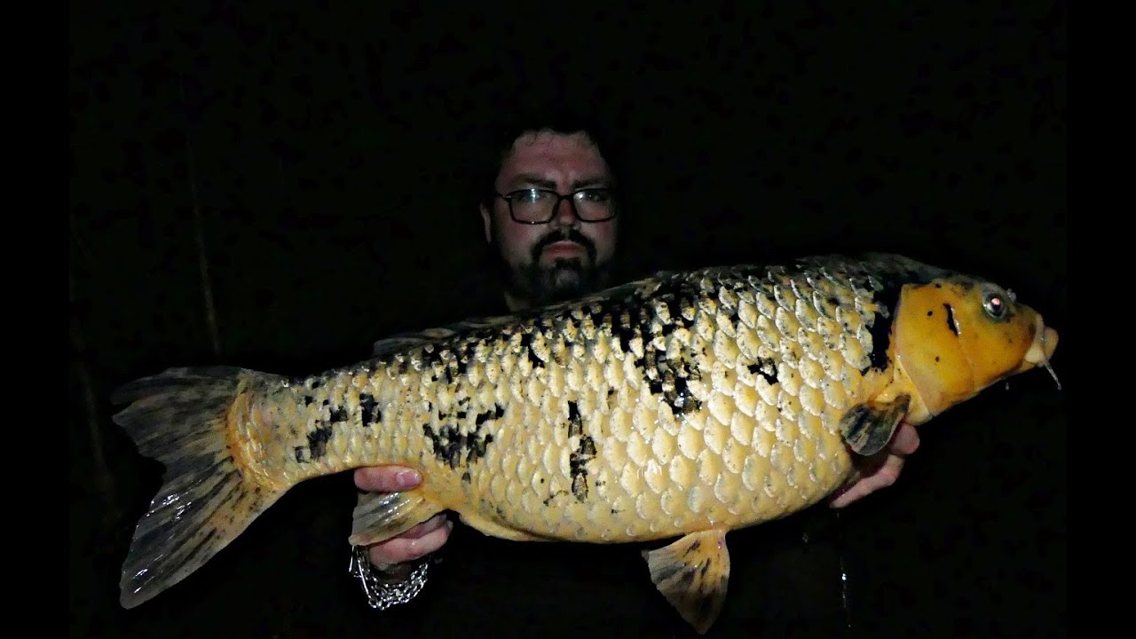 CARPFISHING LAGO DA ALFAROFIA ( PROELITEBAITS)
