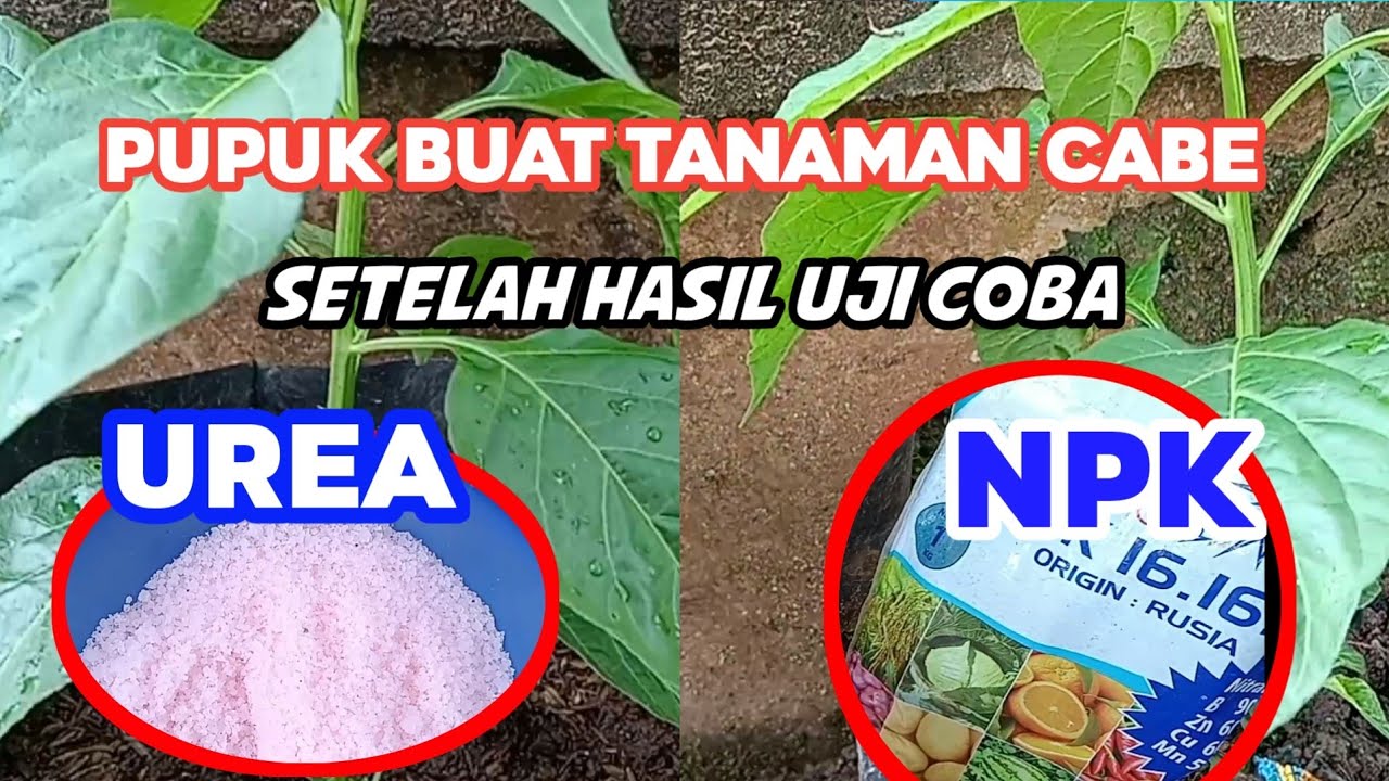 pupuk UREA vs pupuk NPK, mana yang terbaik buat tanaman cabe
