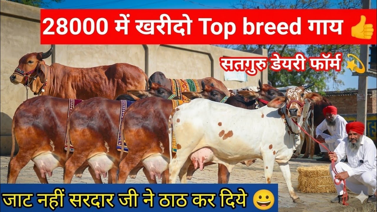 ✨आज जाट नहीं सरदार जी ने ठाठ कर दिये 😀 21000₹ में खरीदो 👍 22 किलो दूध वाली 8 गाय खरीदो 💫