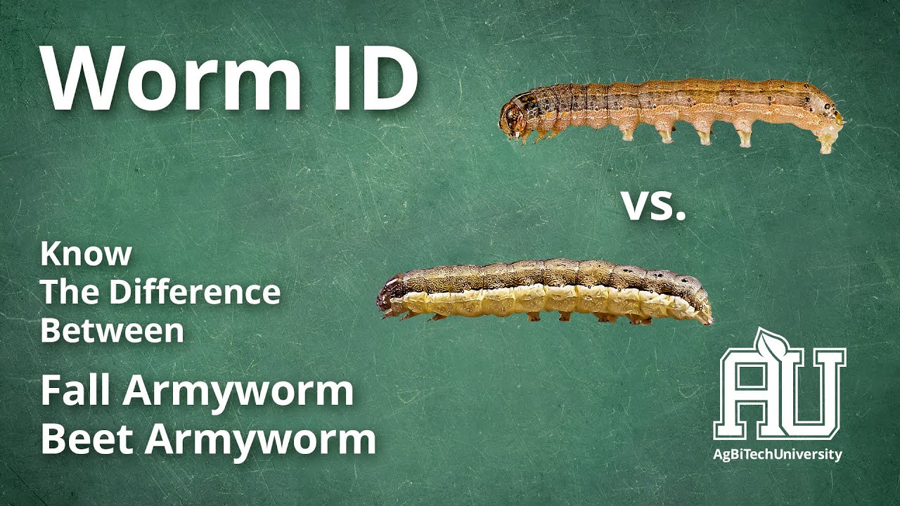 Know the Difference Between a Beet Armyworm and a Fall Armyworm &ndash; AgBiTech University