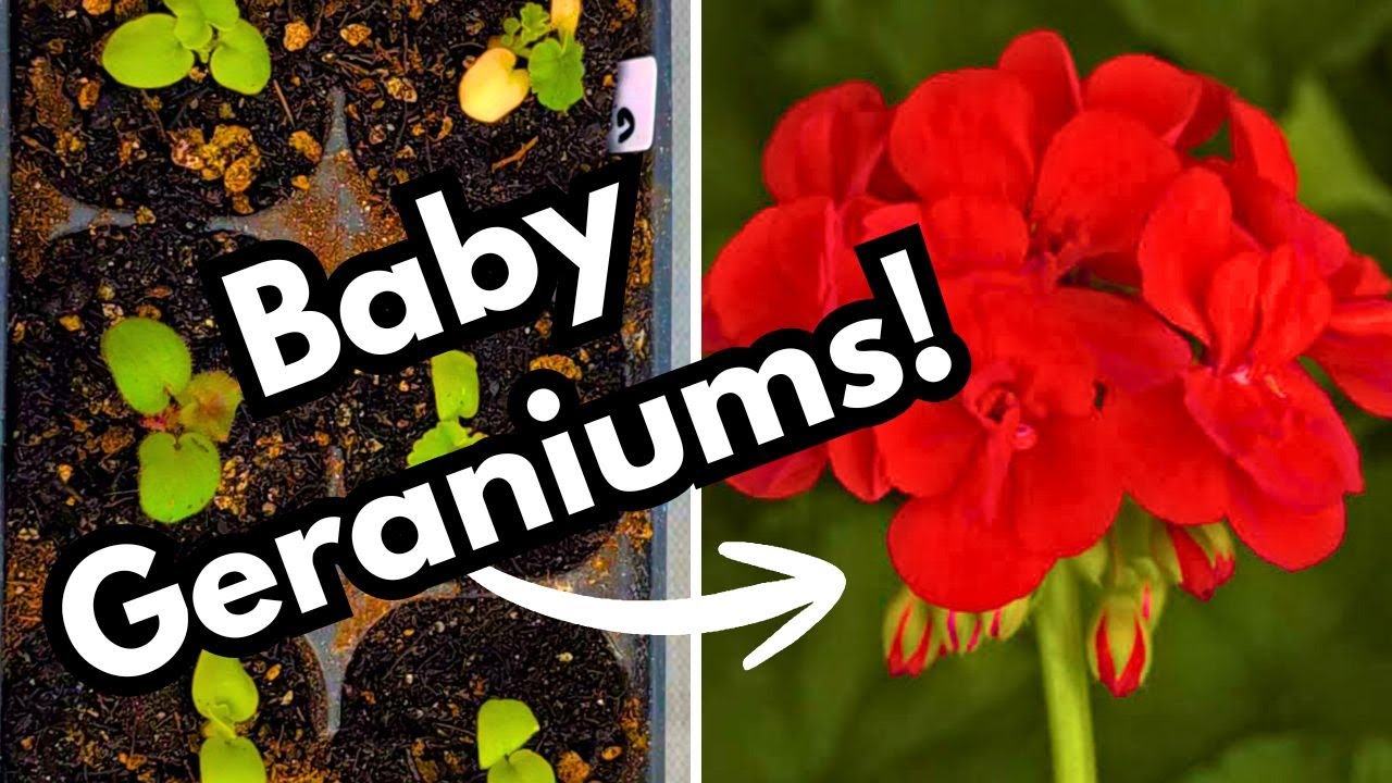 Geranium Seeds Not Sprouting? Watch This Before You Give Up! 🌱
