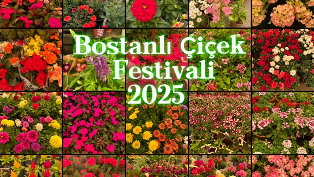 Festival Gibi Festival: Bostanlı Çiçek Şöleni #çiçek #bostanlı #festival #keşfet #sardunya #flowers
