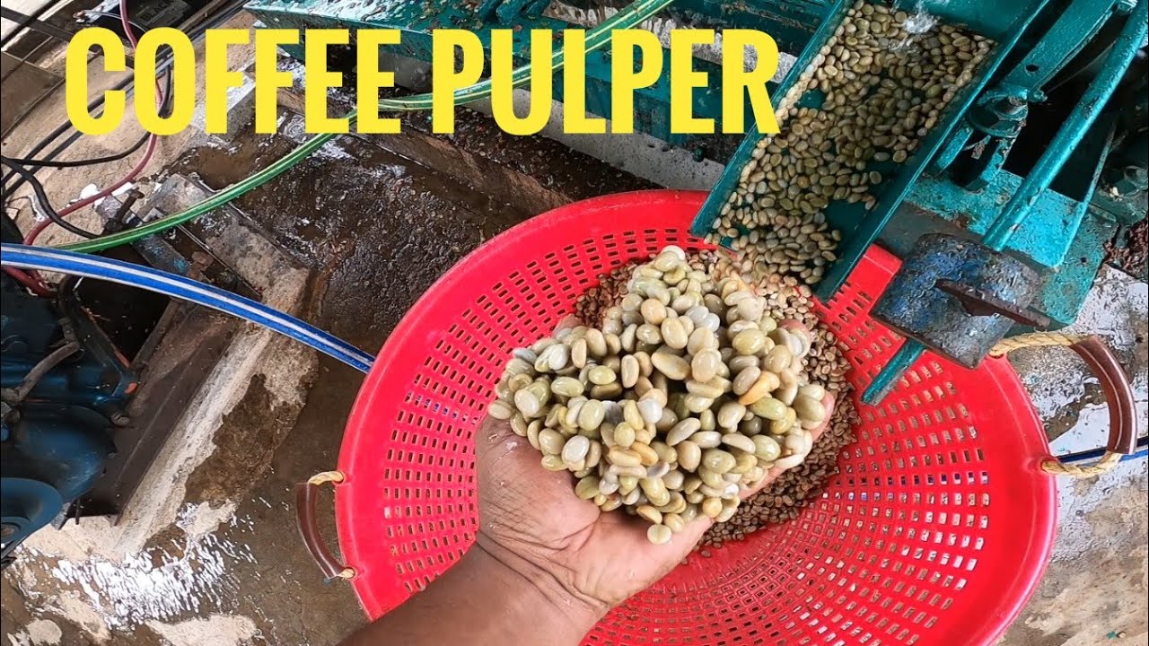 COFFEE PULPER ARABICA PARCHMENT FULL DETAIL VIDEO#agriculturevlog #blackpepper@karthikpg9143