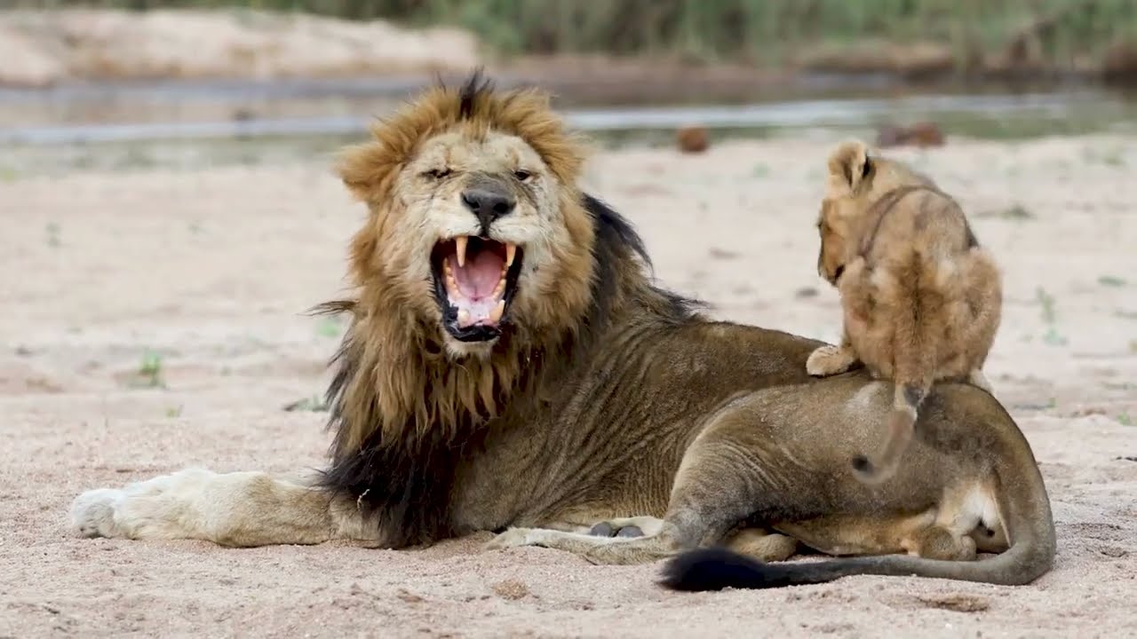 Relaxing Lion Cub Moments 1 Hour Calm Savannah Music