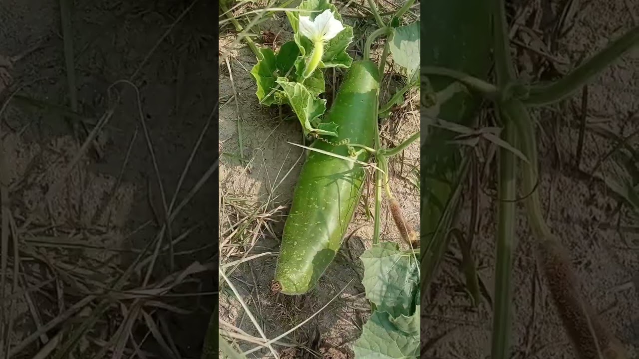 এখন বর্তমানে ভরা মৌসুম 