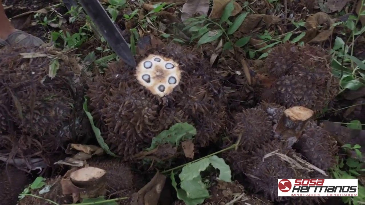 trip to the tagua forests