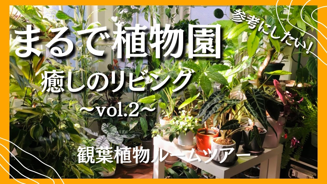 【観葉植物ルームツアー】まるで植物園！ボウウィンドウは植物専用🪴