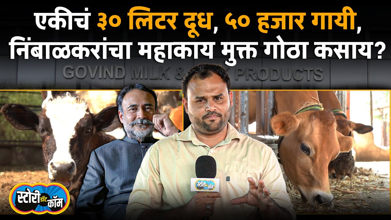 देशातलं सर्वात मोठं गोसंवर्धन, ५० हजार गायी, एकीचं ३० लिटर दूध, आयुर्वेदिक उपचार | Story Dot Com