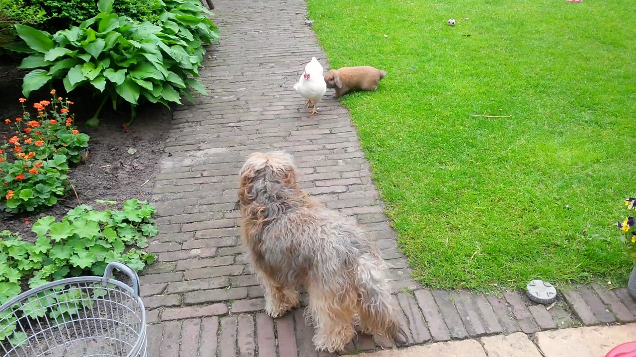 Witte kip , Lola en Snuffie