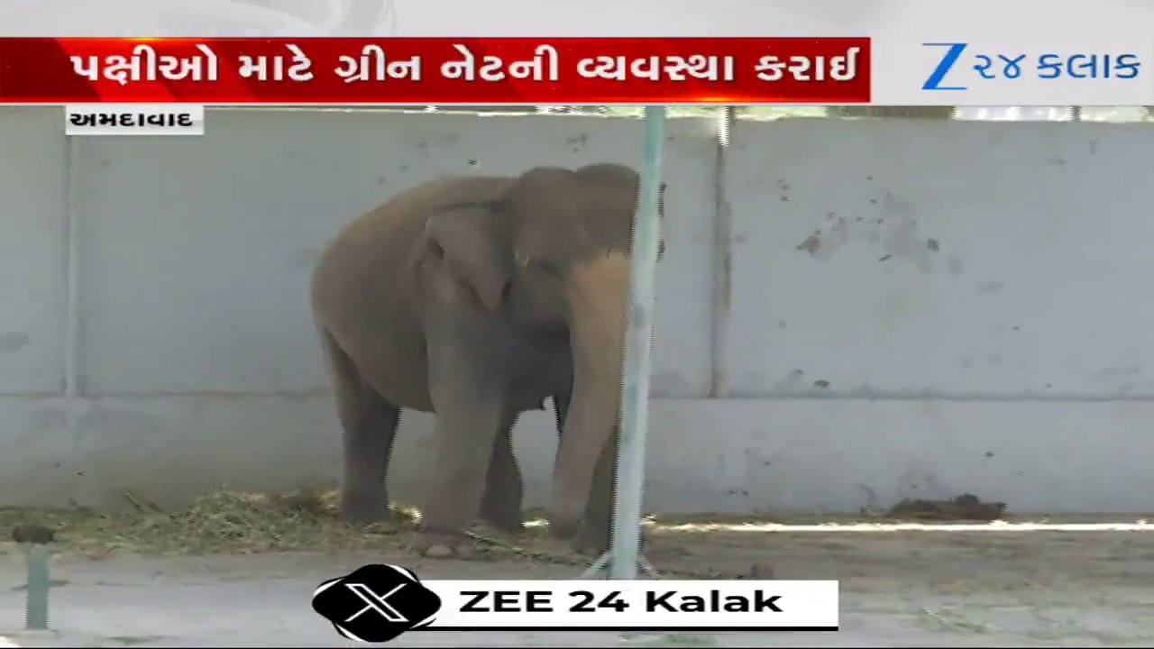 Ahmedabad: કાંકરિયા ઝૂમાં પ્રાણીઓ માટે 40 કૂલર અને ગ્રીન નેટની સુવિધા; ગરમીથી બચાવવા કરાયા ખાસ આયોજન