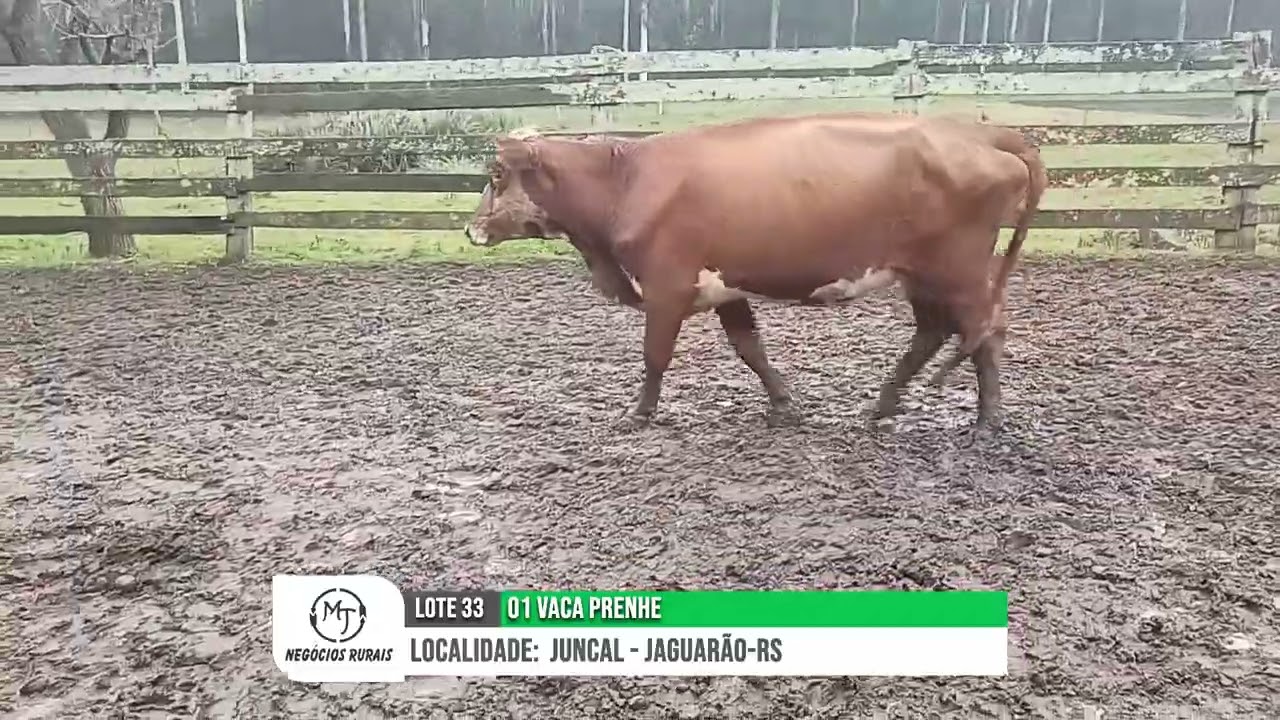 LOTE 33 - 1 VACA PRENHE