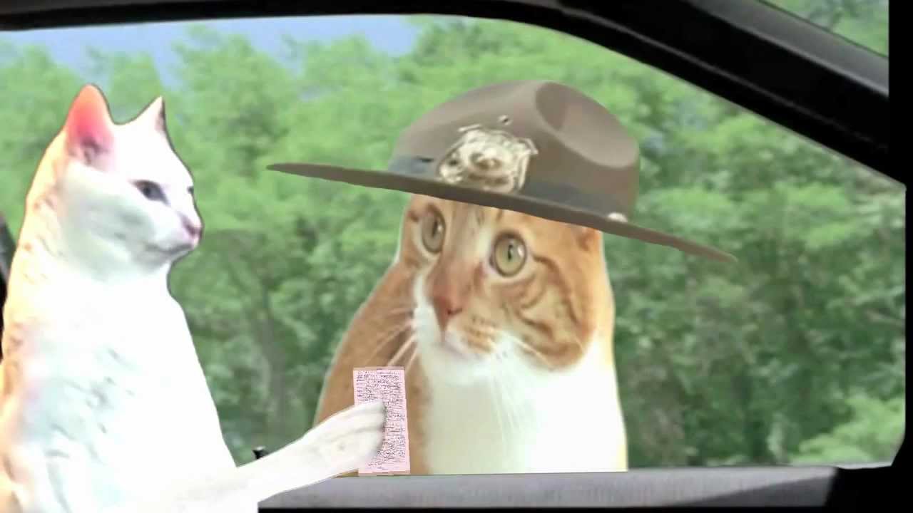 Super Troopers Meow Scene WITH CATS