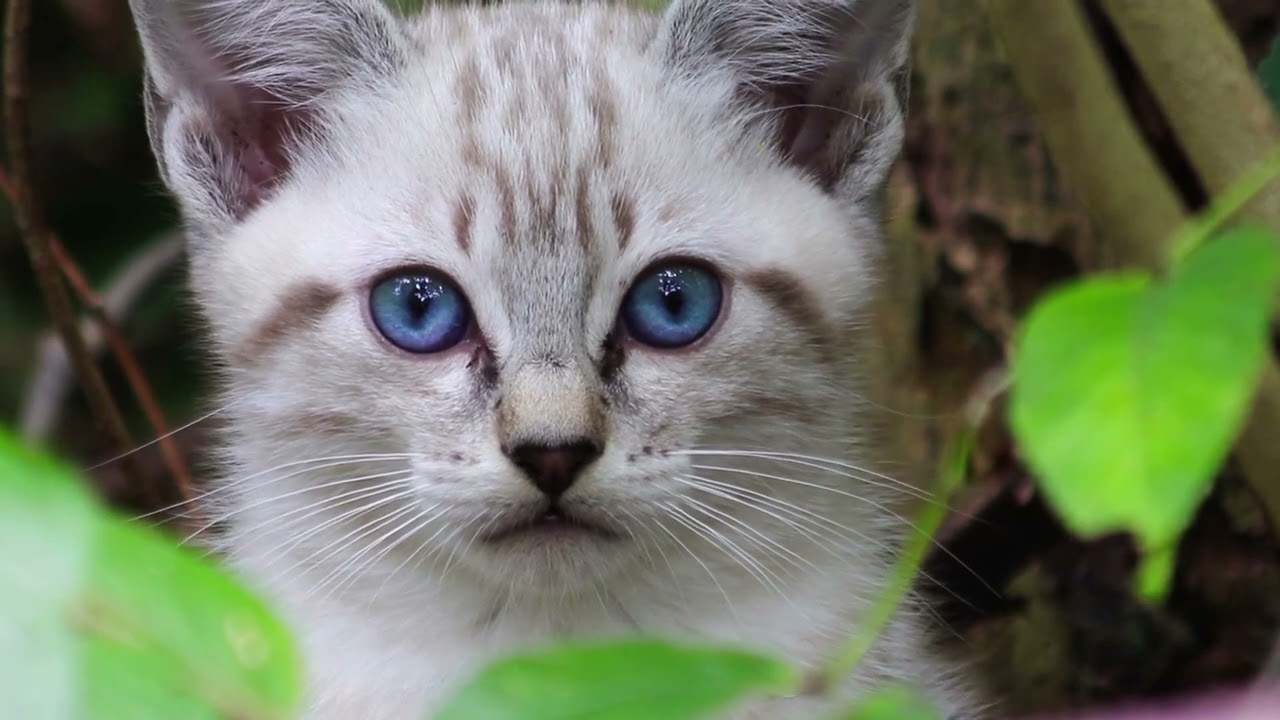 Gato juego 