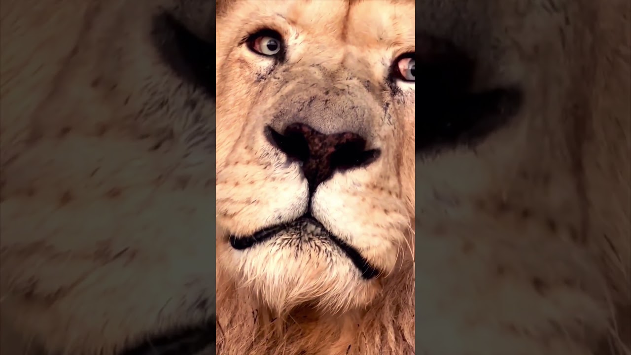 King's growl, king of beasts, king lion, big cats, lions, cats#funnyshorts #funnyvideo#animalshorts