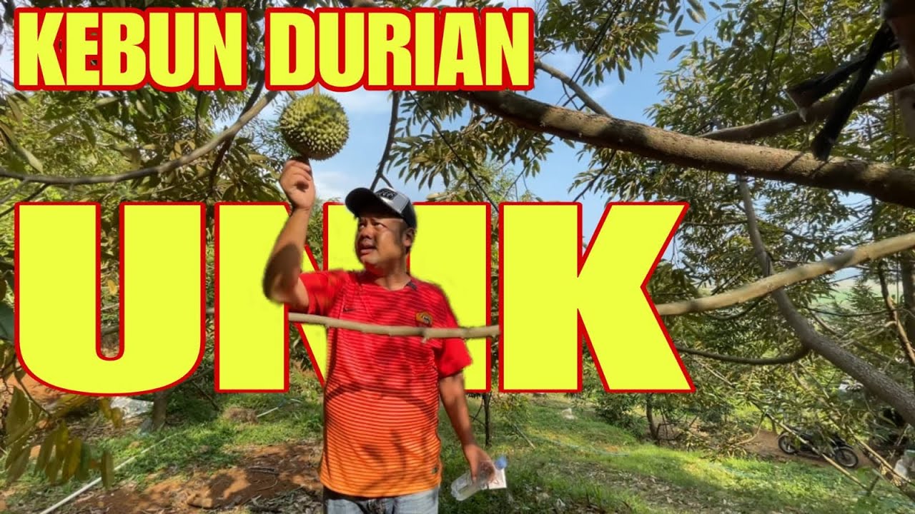 KEBUN DURIAN UNIK ‼️VARIARIF DAN MENAKJUBKAN