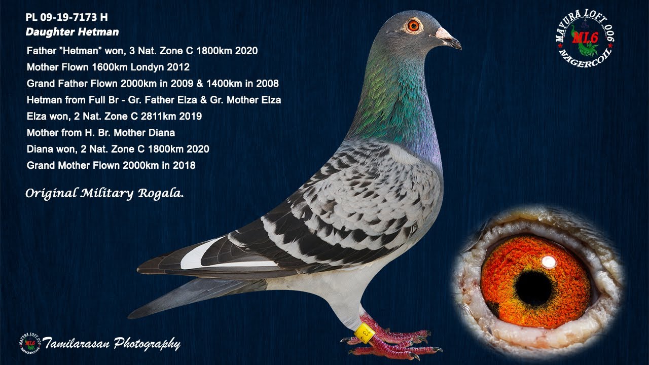 Original Military Rogala Pigeon!