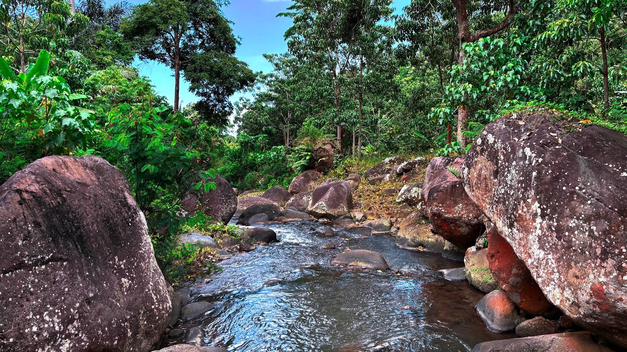 Sleep Immediately with Gently Flowing River Sounds in the Lush Forest Between Boulders Cliffs