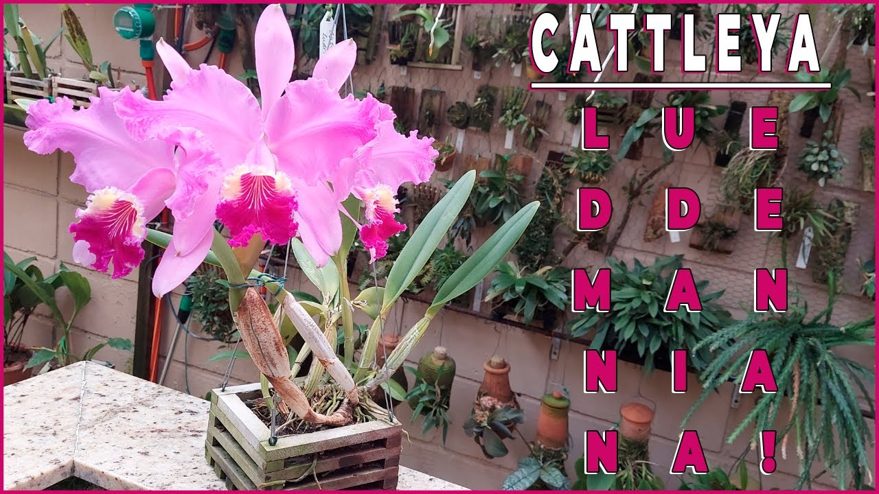 Cattleya lueddemanniana - Floração e Cultivo *Sucesso e Falha*
