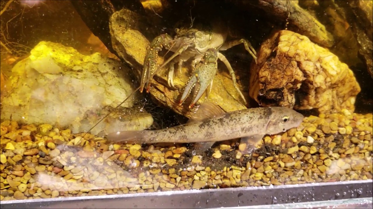 New Suckerfish From The Minnow Trap