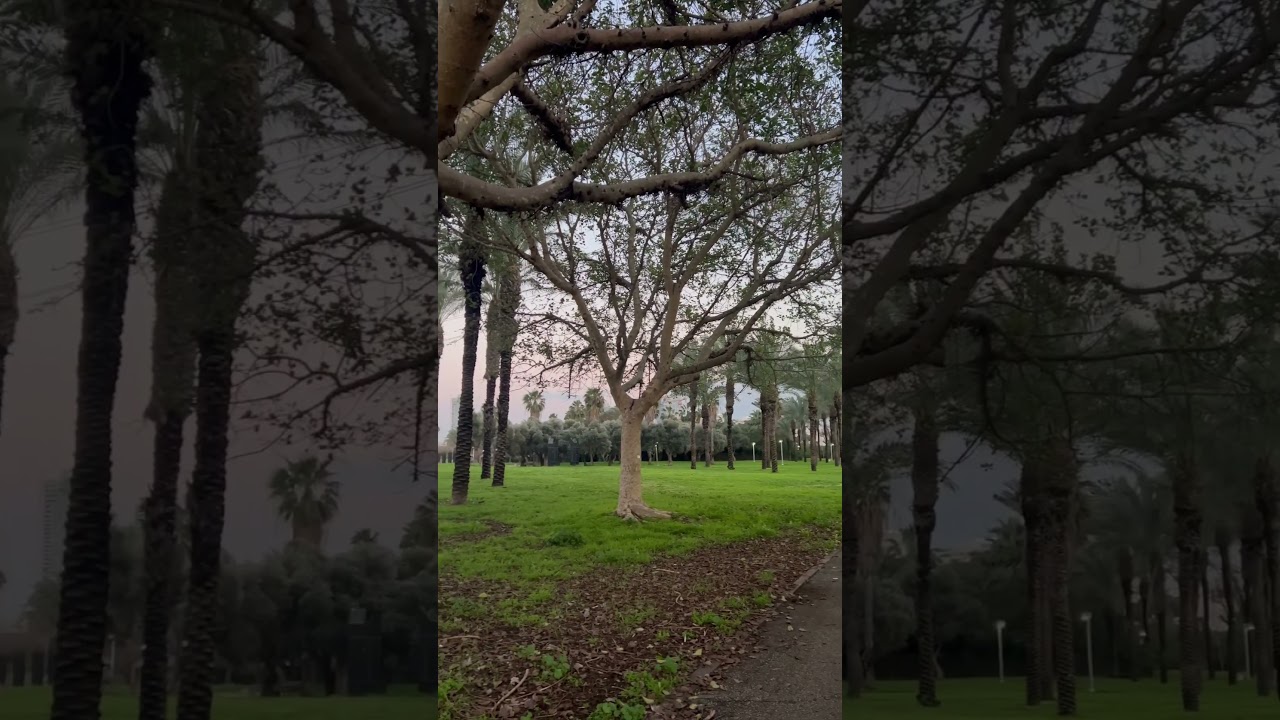 Hayarkon park, Tel Aviv, Israel #israel #song #vlog #youtubeshorts #vlogs #movie #youtubeshorts