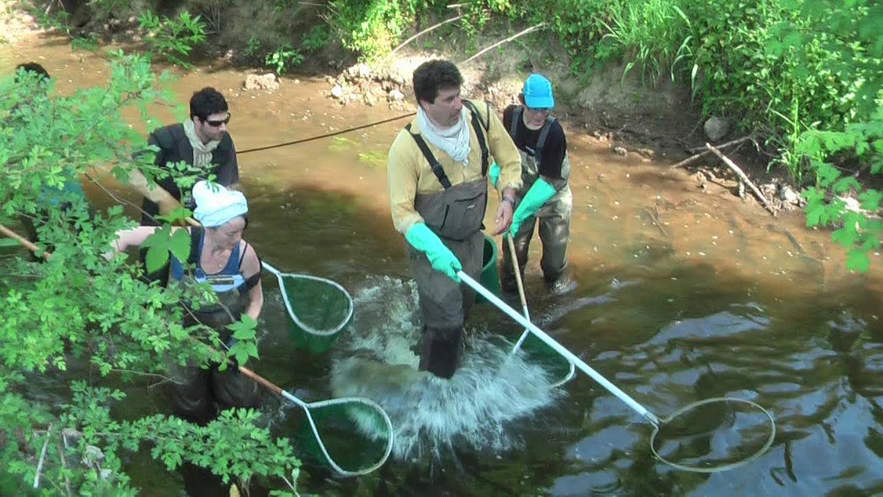 Pêche électrique dans le Morvan