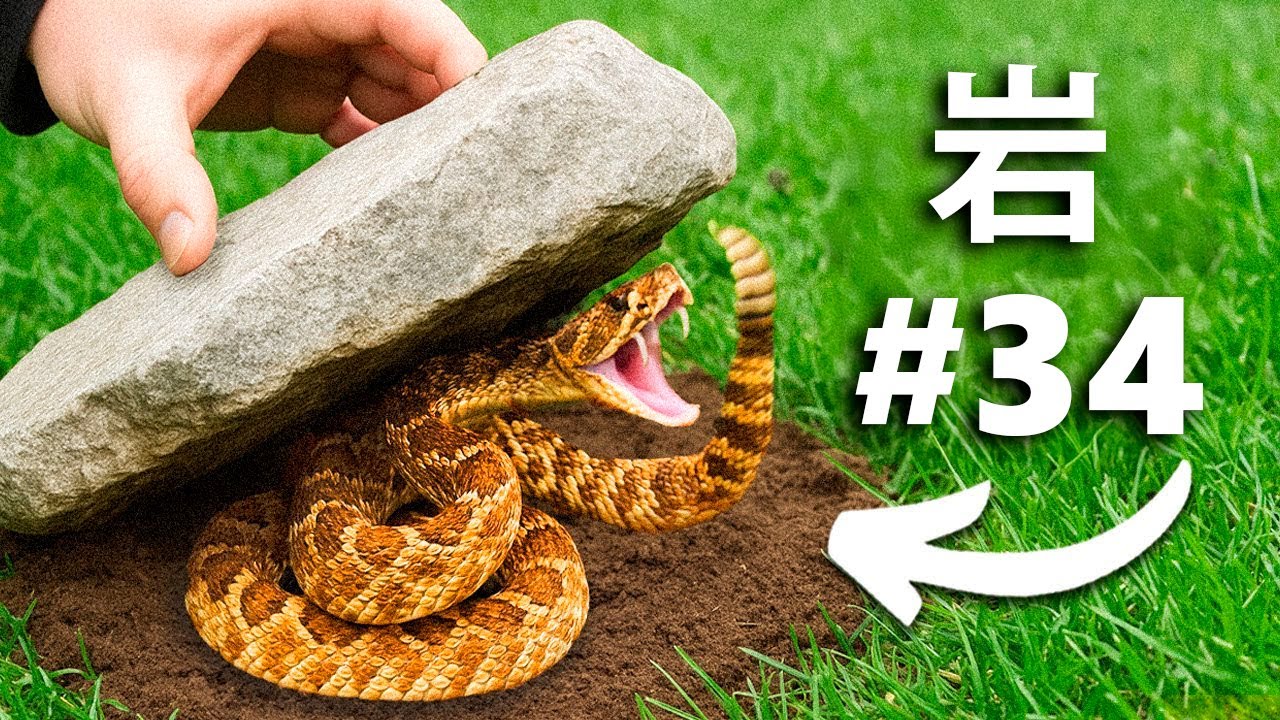 石を100個ひっくり返したら&hellip;こんなものが見つかった