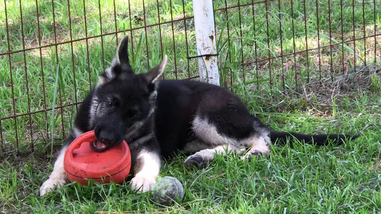 German shepherd puppy male black & silver for sale Florida May 2019 GSD