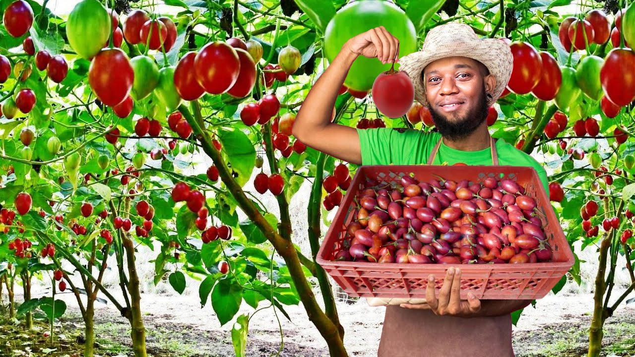 Tamarillo Fruit Secret to Success