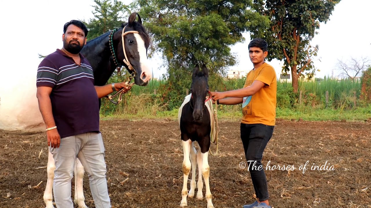 Beautiful marawadi horses of Saz farm,Surat | Mukeshbhai Patel | Marawadi horses of gujarat