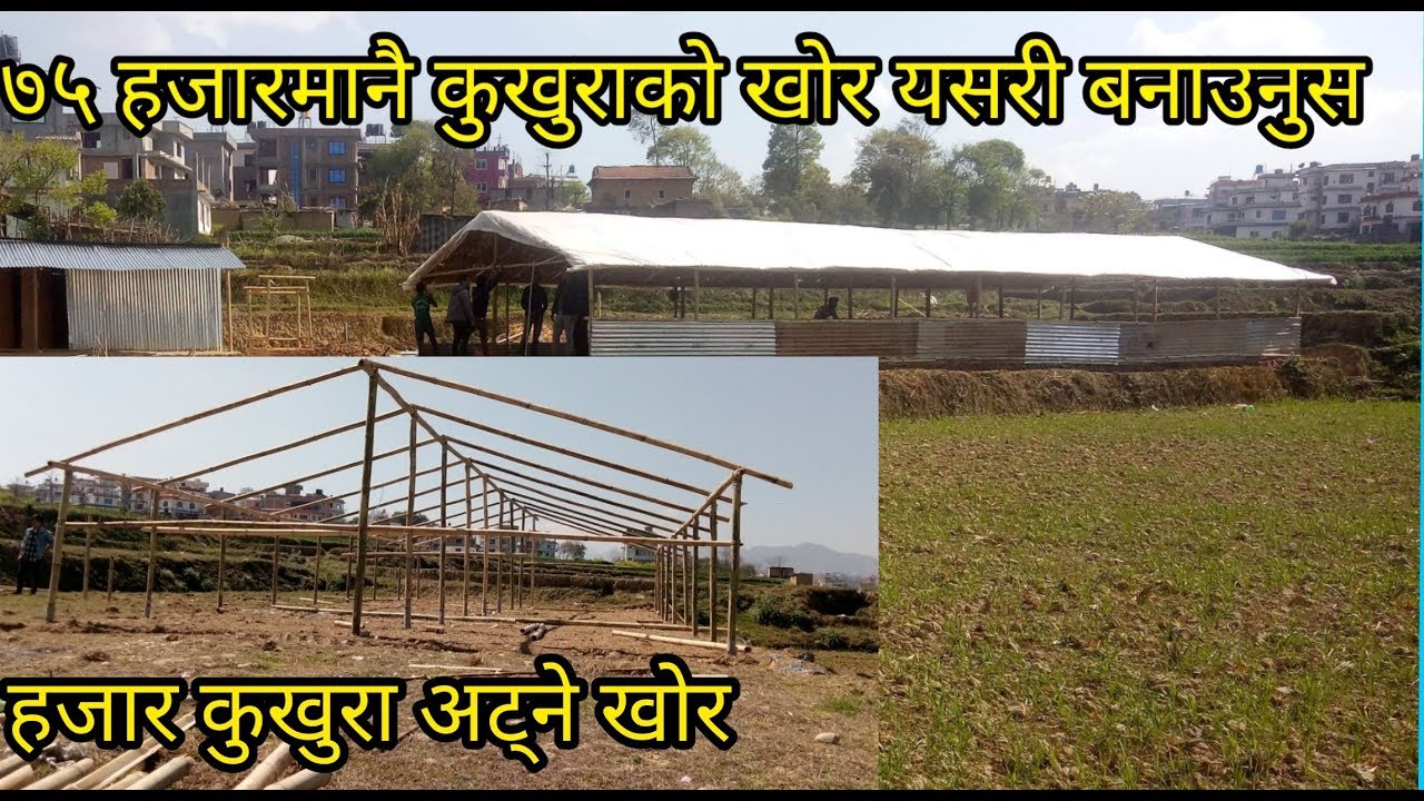 एक हजार कुखुरा अट्ने खोर ७५ हजारमै यसरी बनाउन सकिन्छ / हेर्नुहोस सम्पूर्ण कुरा जान्नुहोस/ sathi. Com