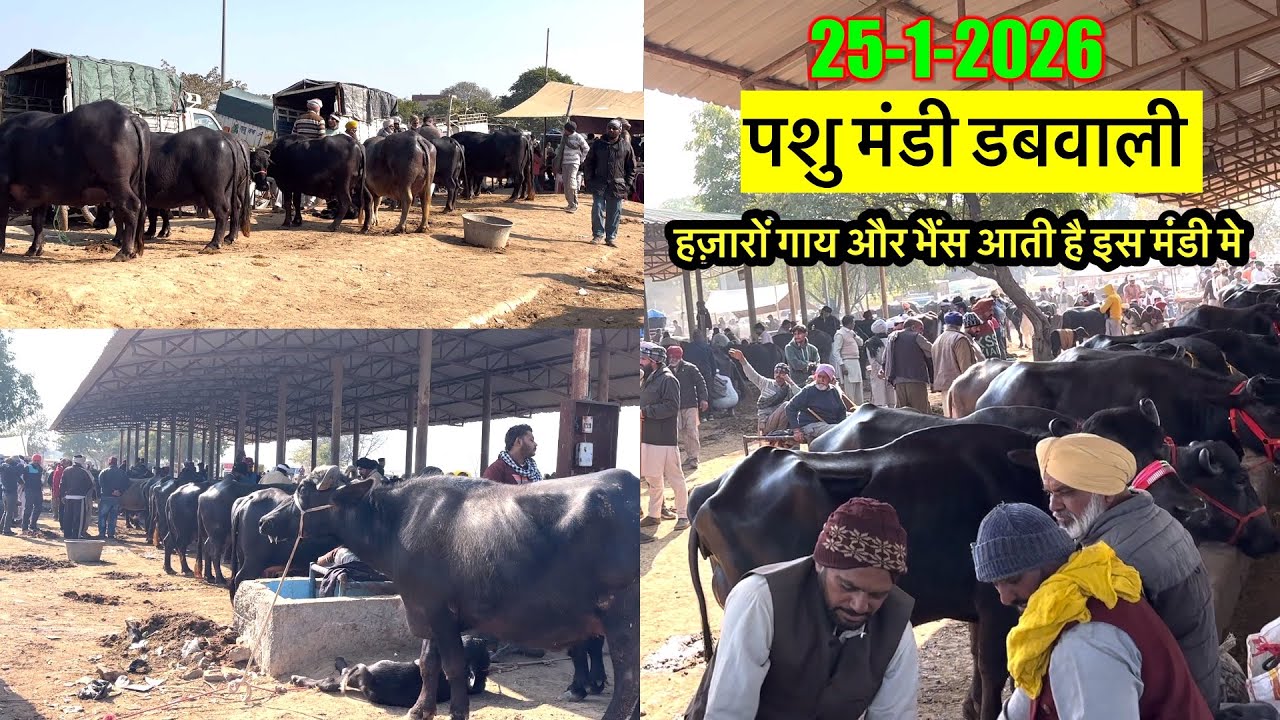 25-1-2026 पशु मंडी डबवाली ॥ Pashu Mandi Dabwali #manishdhendwal #buffalo 