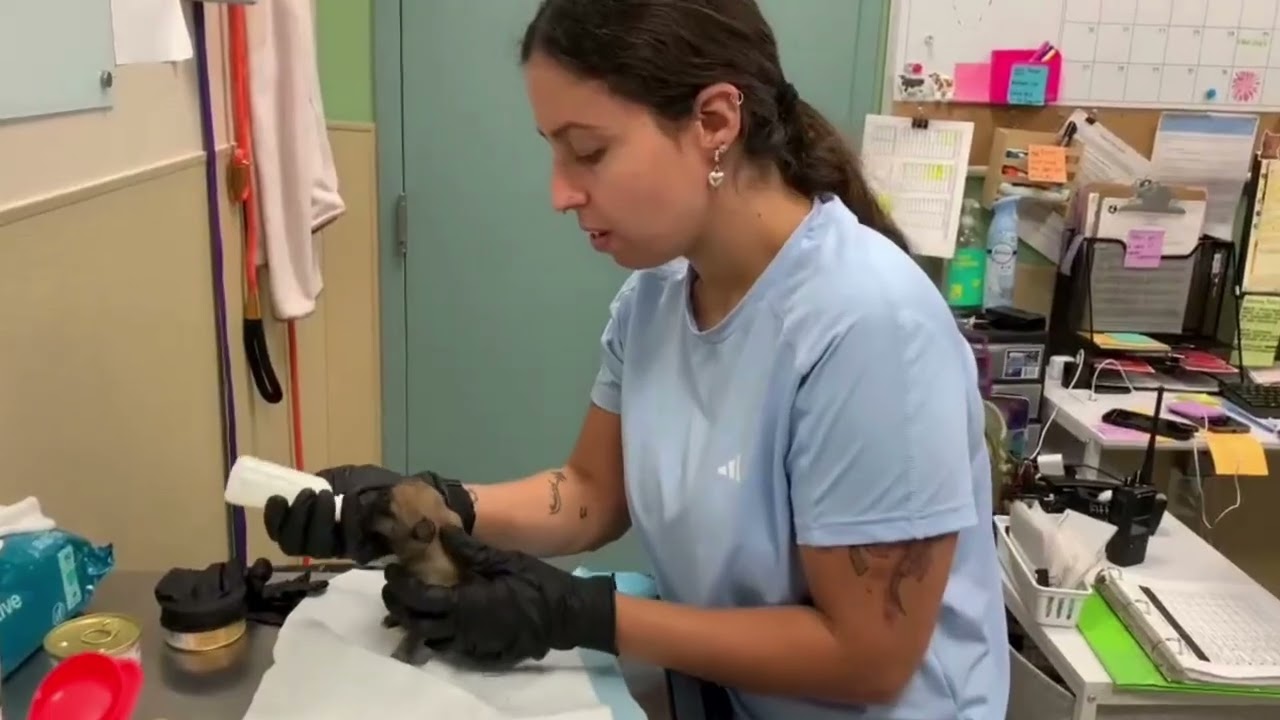 Inside the Shelter: Our Medical Director Explains What We Do