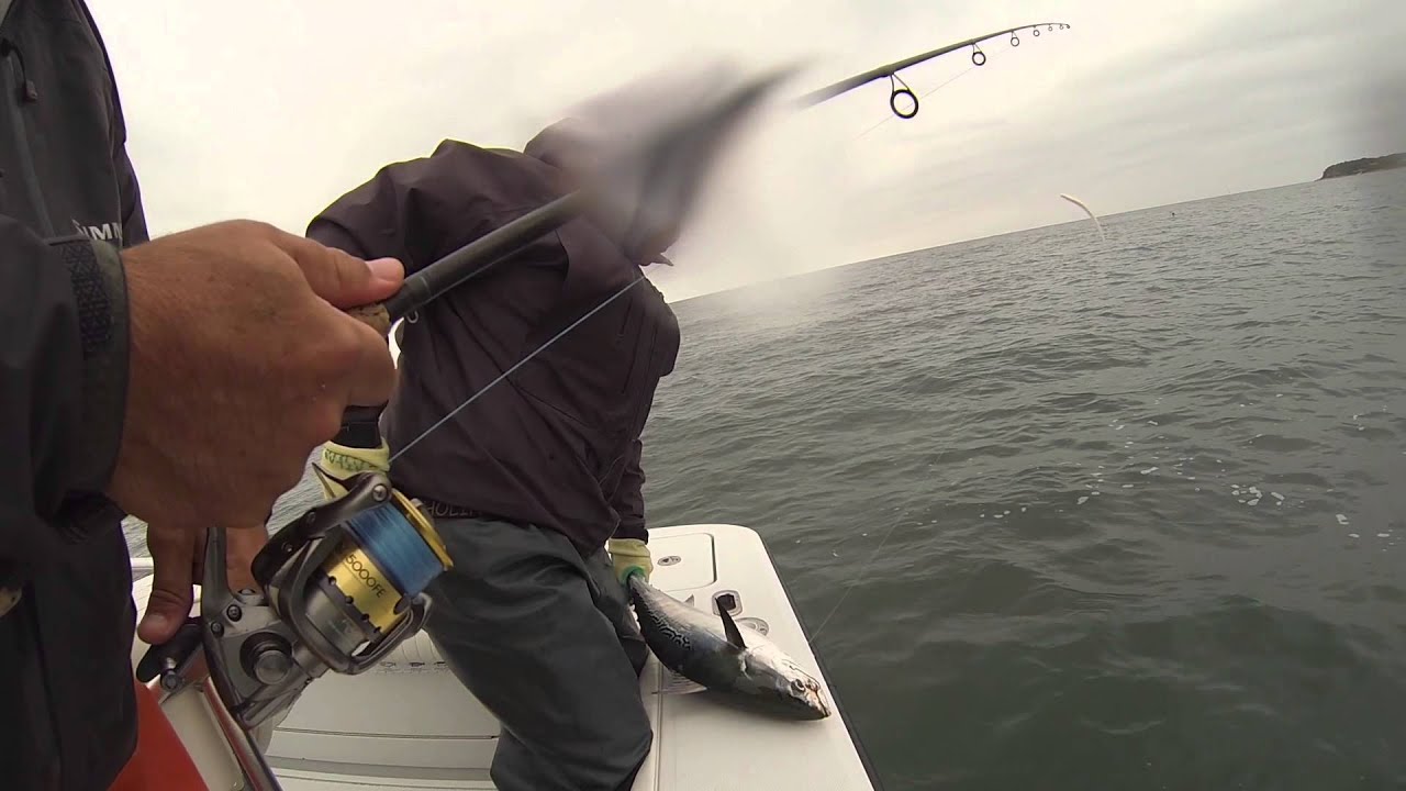 Montauk Albies October 3rd, 2014