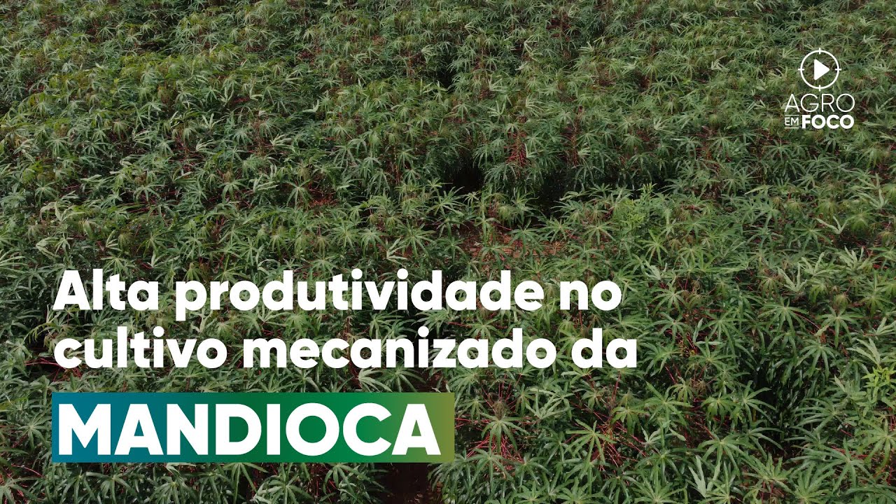 Investimento em tecnologia para aumentar a produtividade na cultura da mandioca - Agro Em Foco #107