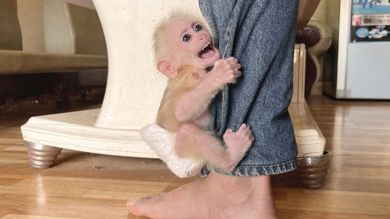 Baby monkey severely depressed! doesn't want to leave dad for even a second🙄